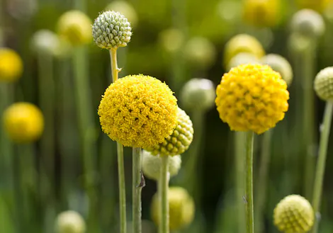Bright yellow, spherical flowers, resembling small pom-poms, bloom on slender green stems against a blurred green background, creating a vibrant field of striking, upright floral arrangements.