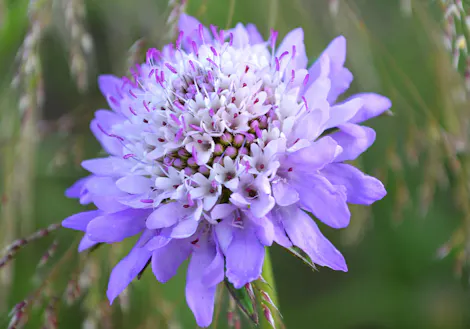 A blooming flower with light purple petals and white accents sits among green grass, displaying delicate purple-tipped stamens.