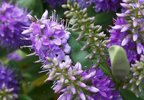 Purple flowers bloom in clusters, surrounded by green leaves, creating a vivid natural scene. The petals are delicate and vibrant, standing out against the lush foliage background.