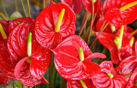 Photograph of a anthurium