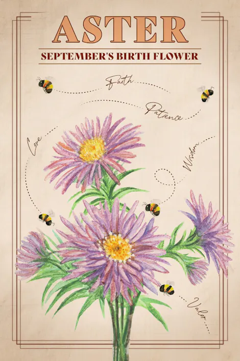 Aster: September's Birth Flower