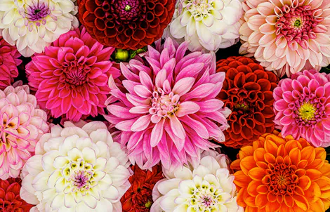 Photograph of a dahlia