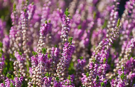 Photograph of a heather
