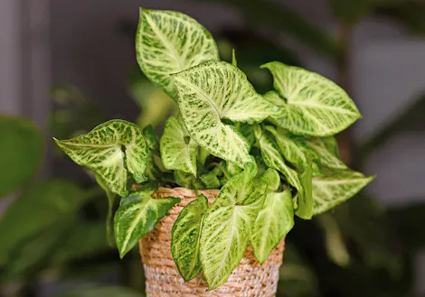 Green leafy nephithytis ivy with variegated leaves sits in a woven basket; placed indoors with blurred greenery in the background.