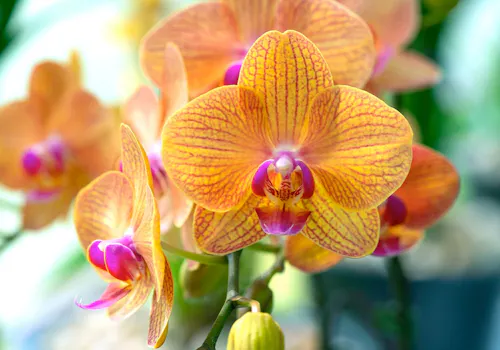 An orange orchid with purple accents blossoms on a green stem amidst a lush, vibrant garden background