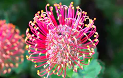 A pink-colored protea bloom grows in the wild