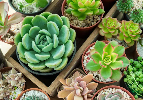 Potted succulents in various colors and shapes are arranged together in a wooden tray, with small pebbles covering the soil in each pot