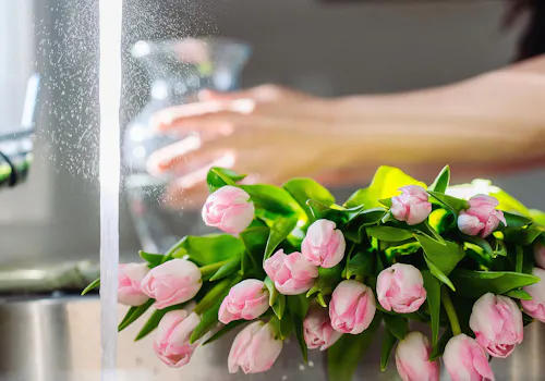 Fresh pink tulips being prepared beside a water-filled vase