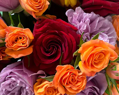 Close-up of red, orange, and lavender roses creating a vibrant multicolor floral arrangement