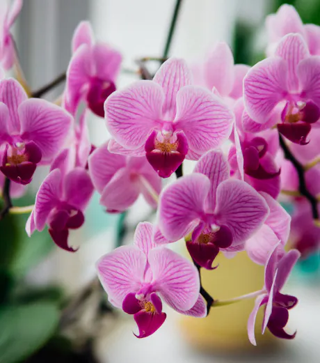 Close-up of pink Phalaenopsis orchid blooms with magenta centers and an out of focus home interior background