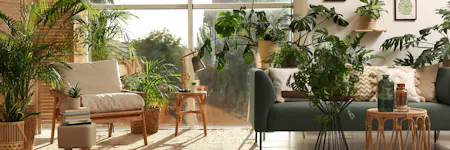 Living room: Various potted plants placed around a cozy sofa, armchair, and small tables, bathed in natural light from large windows, creating a lush, green ambiance.