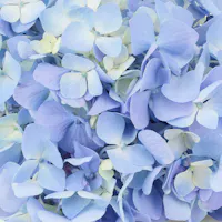 Close-up of soft blue hydrangea flowers with pale green centers