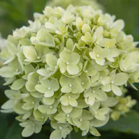 Close-up of pale green hydrangea bloom with delicate clustered petals