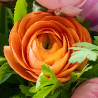 Close-up of orange ranunculus flower surrounded by greenery and pastel blooms