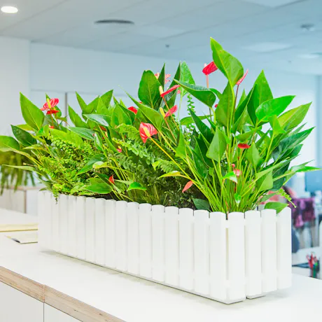 Office planter filled with lush green foliage, ferns, and red anthurium flowers