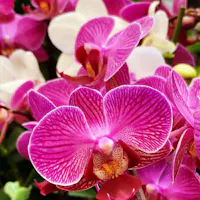 Close-up of vibrant purple phalaenopsis orchids with white veining
