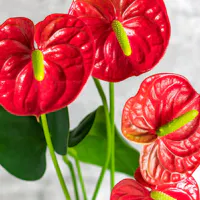 Red anthurium flowers with glossy heart-shaped blooms and green spadices