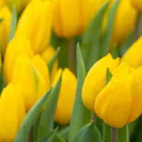 Bright yellow tulips blooming among fresh green leaves