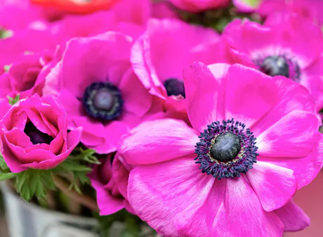 Vibrant pink anemone flowers with dark centers in fresh spring bouquet