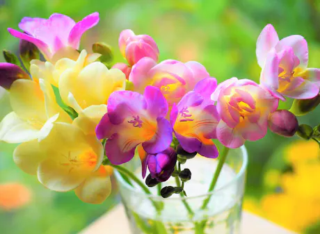 Pink and yellow freesia flowers arranged in small glass vase