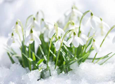 White snowdrop flowers blooming through melting snow in early spring garden
