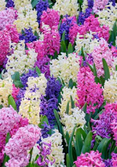 Colorful hyacinth flowers blooming in garden with pink, purple and white blooms