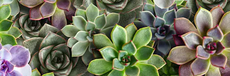 Succulent plants, in varying shades of green, purple, and gray, are tightly grouped together, displaying their rosette-like leaf patterns. The context is a close-up shot emphasizing their diverse colors and textures.