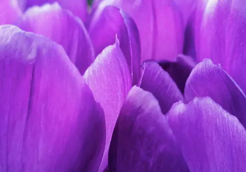 Vibrant purple flower petals overlap and curl, creating a close-up view of delicate textures and shades in a lush, abstract floral composition.