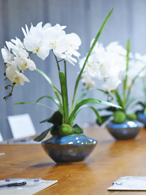 White orchid arrangements with white petals and green leaves in dark blue ceramic containers displayed along a wooden table.