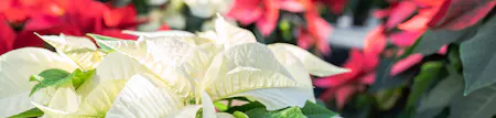 White poinsettias in the foreground with red poinsettias behind them, creating a bright seasonal display of winter flowering plants.
