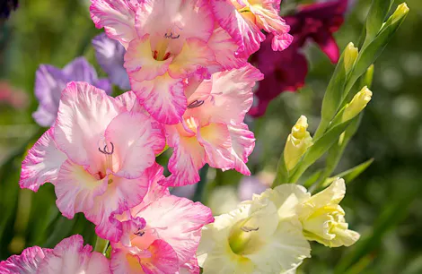 Pink and yellow gladiolus flowers bloom vibrantly, surrounded by blurred greenery and other flowers in various colors, under bright sunlight.