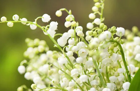 Clusters of small, white, bell-shaped flowers bloom on thin green stalks, set against a blurred, green and brown background. The flowers appear delicate and numerous, creating a soft, natural scene.