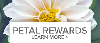 Loyalty Reward Points 