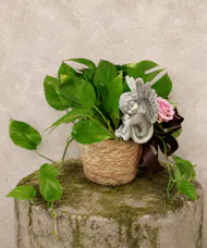 Angel's Pothos