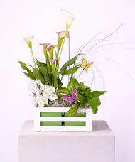 Calla Picket Fence