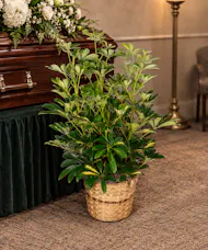 Under Heaven's Umbrella - Schefflera Plant