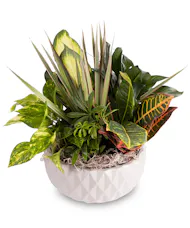 Garden of Comfort - Deluxe Dish Garden