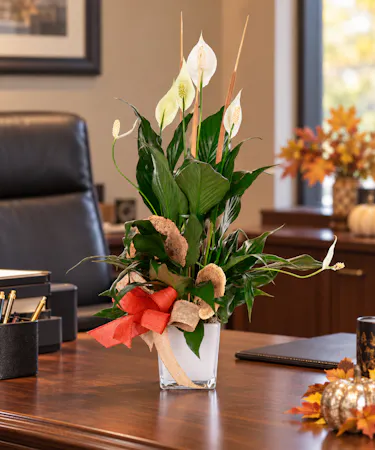 Peace Lily Plant Arrangement