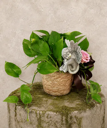 Pothos Plant with Cherub Angel Keepsake