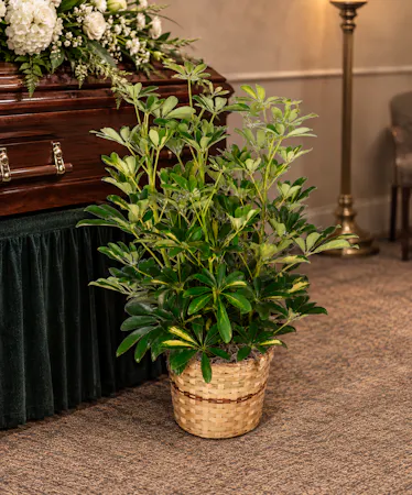 Schefflera Umbrella Plant Arrangement