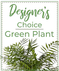 Designer's Choice Green Plant