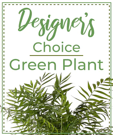 Designer's Choice Green Plant