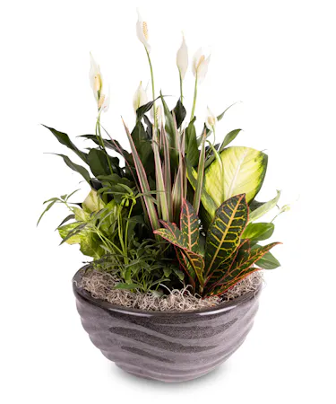 Peace Lily, Croton and Dieffenbachia Dish Garden