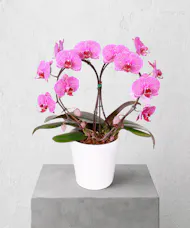 Loving Heart Orchid