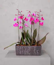 Orchid Bloom Wall
