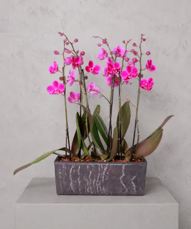 Orchid and Stone Planter Luxury Arrangement