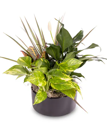Dracaena, Croton and More Dish Garden