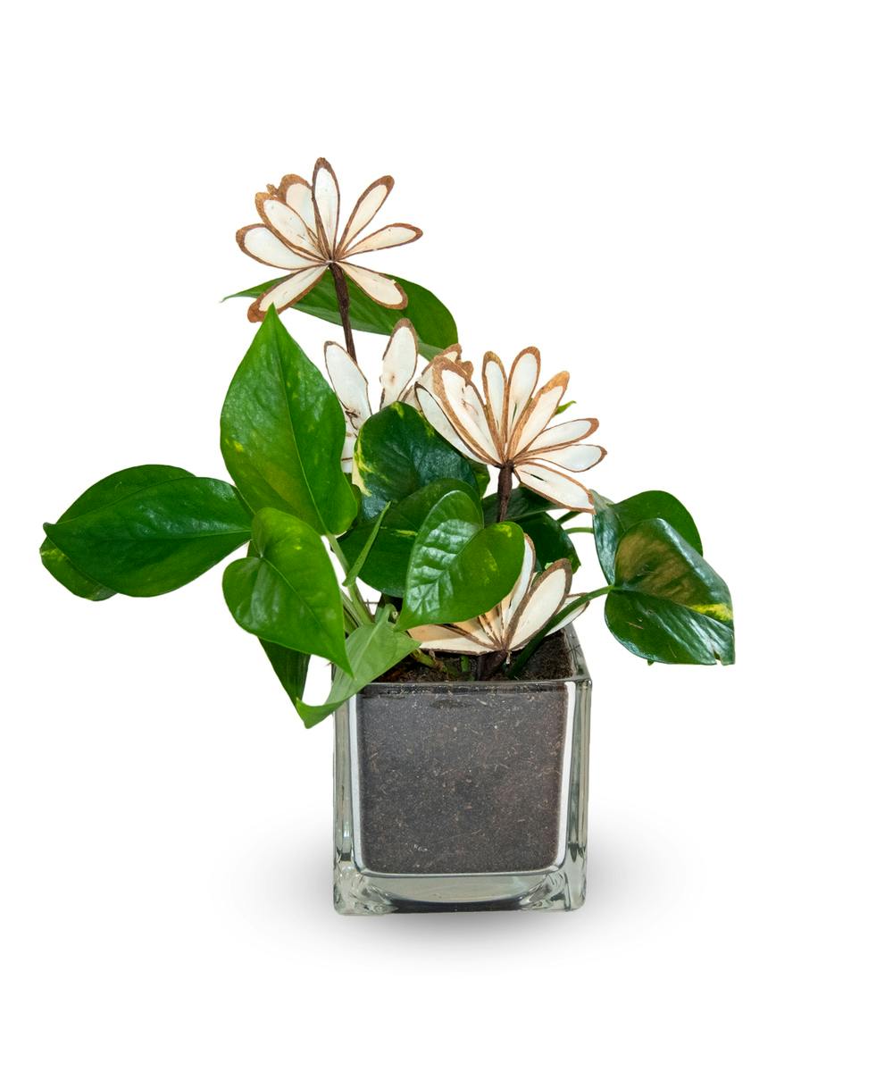 Plants by Vogt's Flowers in Flint, Flushing, Grand Blanc, & Davison MI