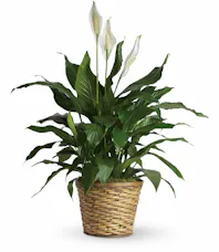 Simply Elegant Spathiphyllum (Peace Lily)