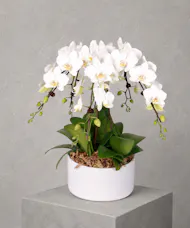 Umbrella Orchid